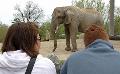             Transfer of 3 Toronto Zoo elephants postponed again
      