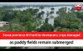             Video: Seven provinces hit hard by downpours; crops damaged as paddy fields remain submerged (En...
      