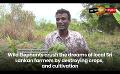             Video: Wild Elephants crush the dreams of local Sri Lankan farmers by destroying crops, and cult...
      