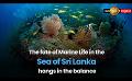             Video: The fate of Marine Life in the Sea of Sri Lanka hangs in the balance
      