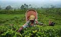             Sri Lanka set to start tea-for-oil barter with Iran next month
      