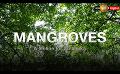             Video: Mangroves: A Lifeline For Sri Lanka - Part 02
      