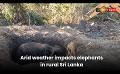             Video: Arid weather impacts elephants in rural Sri Lanka
      