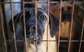            South Korea passes law banning dog meat trade
      