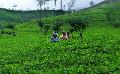             Sri Lanka raises daily payment for tea industry workers
      