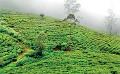             Ceylon Tea: To blend or not to blend?
      