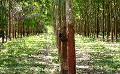             India’s 2012/13 natural rubber imports seen down 27%
      
