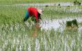             ASEAN nations can help prevent global rice price rise
      