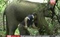             Video: Elephant dies while receiving treatment
      