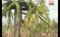       Video: Kalpitiya farmers suffer due to fertilizer <em><strong>shortage</strong></em>
  