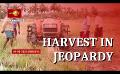       Video: Yala harvest in <em><strong>crisis</strong></em> due to non-availability of fertilizer
  