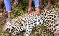             Sri Lanka Investigates regarding death of a leopard in Hatton
      