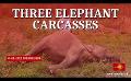             Video: Three elephant carcasses discovered in Paddy Field
      