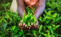             Tea export earnings down 5% in dollar terms, but hit record-high in rupee terms amid sharp depre...
      