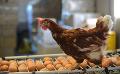             Sri Lanka to target export market for poultry and eggs
      
