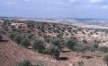             Israeli settlers steal Palestinian farmers’ land in occupied West Bank
      