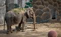             World’s saddest elephant gifted to Philippines by Sri Lanka dies
      