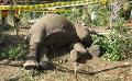             Elephant found dead in Thambuthegama with gunshot wounds
      