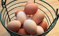             Parliament facing shortage of eggs
      