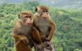             China responds to reports of exporting monkeys from Sri Lanka
      