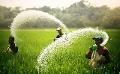             Japan provides $ 4.6 Million through FAO to boost paddy production in Sri Lanka
      
