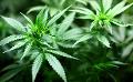             Sri Lanka to commence Cannabis cultivation project
      