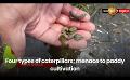             Video: Four types of caterpillars; menace to paddy cultivation
      