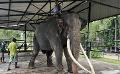             Thailand to send mahouts, aircraft to Sri Lanka to bring back sick elephant
      