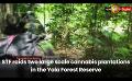             Video: STF raids two large scale cannabis plantations in the Yala Forest Reserve
      