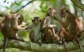             Court given assurance monkeys will not be exported to China
      