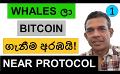             Video: WHALES STARTED ACCUMULATING BITCOIN!!! | NEAR PROTOCOL
      