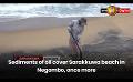             Video: Sediments of oil cover Sarakkuwa beach in Negombo, once more
      