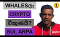             Video: WHALES STARTED SELLING CRYPTO??? | SUI ARPA
      