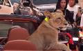             Thai police to charge two including Sri Lankan over pet lion spotted cruising in Bentley
      
