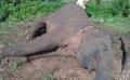             What’s killing so many of Sri Lanka’s iconic elephants?
      