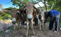             ‘Brutal’ donkey skin trade banned in 55 countries
      