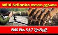             Video: Wild Srilanka ඡායාරූප ප්රදර්ශනය - මැයි මස 5,6,7 දිනවලදී
      