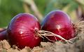             India gives go ahead to export onions to Sri Lanka
      