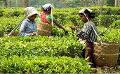             Minimum daily wage for plantation workers increased to Rs. 1,700
      